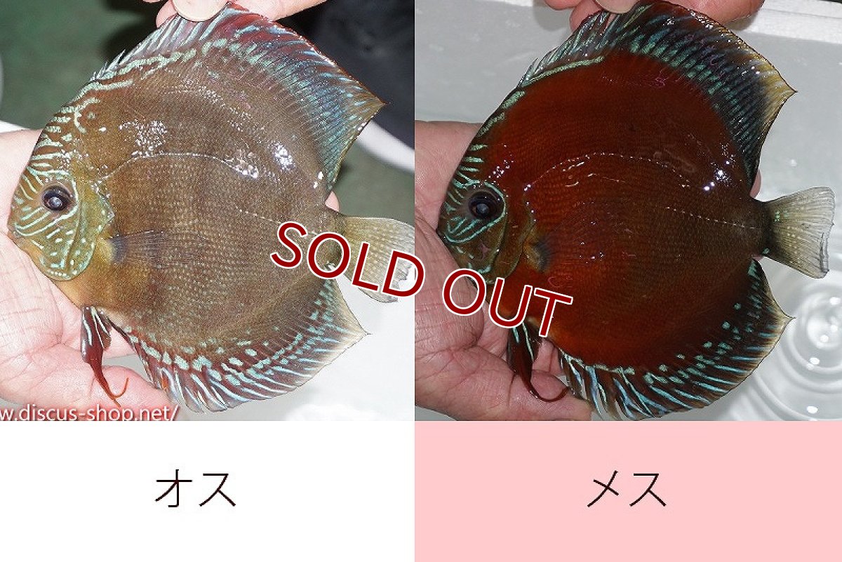 画像1: 【ディスカス】【通販】【究極のペア】【激赤】朱月♂×ウルトラグレード紅月♀【個体ペア販売】16cm（生体）B-HOUSE 倉津氏作出 (1)