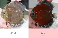 画像1: 【ディスカス】【通販】【究極のペア】【激赤】朱月♂×ウルトラグレード紅月♀【個体ペア販売】16cm（生体）B-HOUSE 倉津氏作出 (1)