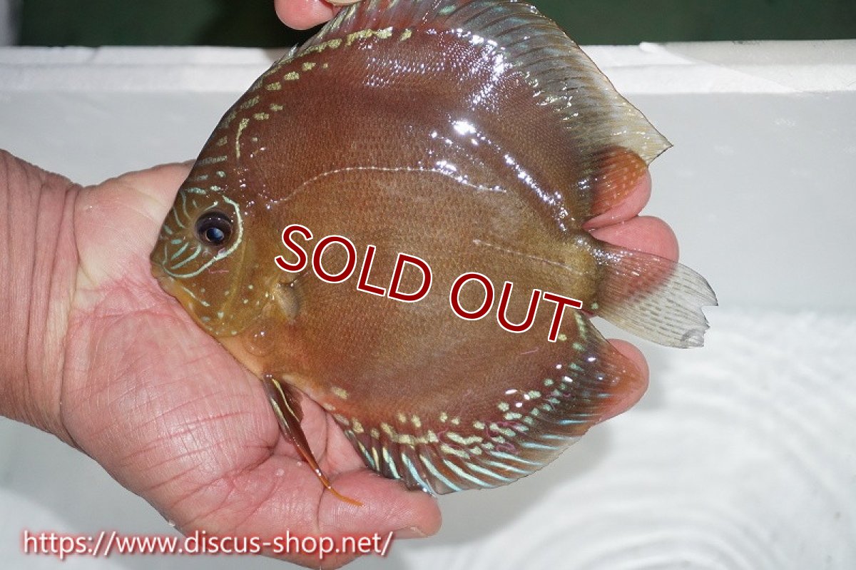 画像1: 【ディスカス】【通販】【激赤必至】朱月（♀）激赤パターン種親候補魚【個体販売】16cm（生体）B-HOUSE 倉津氏作出 (1)
