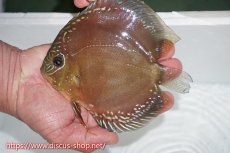 画像1: 【ディスカス】【通販】【激赤必至】朱月（♀）激赤パターン種親候補魚【個体販売】16cm（生体）B-HOUSE 倉津氏作出 (1)