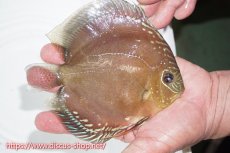 画像2: 【ディスカス】【通販】【激赤必至】朱月（♀）激赤パターン種親候補魚【個体販売】16cm（生体）B-HOUSE 倉津氏作出 (2)