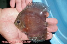 画像1: 【ディスカス】【通販】【激赤必至】ウルトラグレード血統　紅月　ヤングスター【個体販売】12cm（生体）B-HOUSE 倉津氏作出 (1)