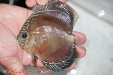 画像1: 【ディスカス】【通販】【激赤必至】スーパー朱月 ヤングスター【個体販売】12cm（生体）B-HOUSE 倉津氏作出 (1)