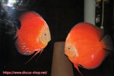 画像1: 【ディスカス】【通販】【激赤　ド派手】スーパーレッドホワイトラフレシア（ハイフォーム）【個体ペア販売】16cm（生体）マレーシア　NAディスカスファーム (1)