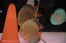 画像1: 【ディスカス】【通販】【コンテストクラス ジャンボサイズ】アルタムスターライトレッドターコイズ（ハイフォーム）【個体ペア販売】16-17cm（生体）マレーシア　NAディスカスファーム (1)