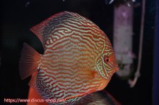 画像2: 【ディスカス】【通販】【コンテストクラス ジャンボサイズ】アルタムスターライトレッドターコイズ（ハイフォーム）【個体ペア販売】16-17cm（生体）マレーシア　NAディスカスファーム (2)