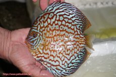 画像1: 【ディスカス】【通販】【マレーシア現地セレクト】【コンテストクラス】【ドットインポイント】アルタムスターライトギャラクシー（ハイフォーム）【個体販売】17cm（生体）マレーシア　NAディスカスファーム (1)