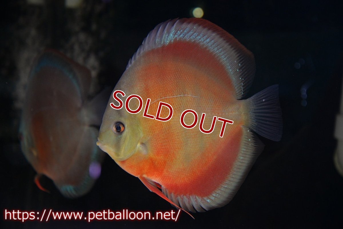 画像2: 【ディスカス】【通販】【セレクトレッド個体】ラーゴパラコニブラッドレッドF3クロスイサレッド(Typeディープレッド)【個体販売】15-16cm(生体)マレーシア KLディスカスファーム (2)