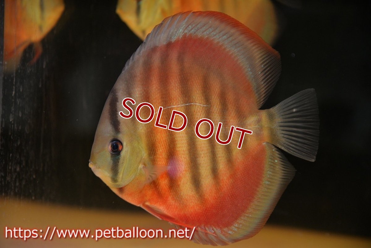 画像3: 【ディスカス】【通販】【セレクトレッド個体】ラーゴパラコニブラッドレッドF3クロスイサレッド(Typeディープレッド)【個体販売】15-16cm(生体)マレーシア KLディスカスファーム (3)