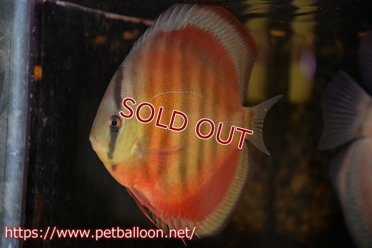 画像4: 【ディスカス】【通販】【セレクトレッド個体】ラーゴパラコニブラッドレッドF3クロスイサレッド(Typeディープレッド)【個体販売】15-16cm(生体)マレーシア KLディスカスファーム (4)