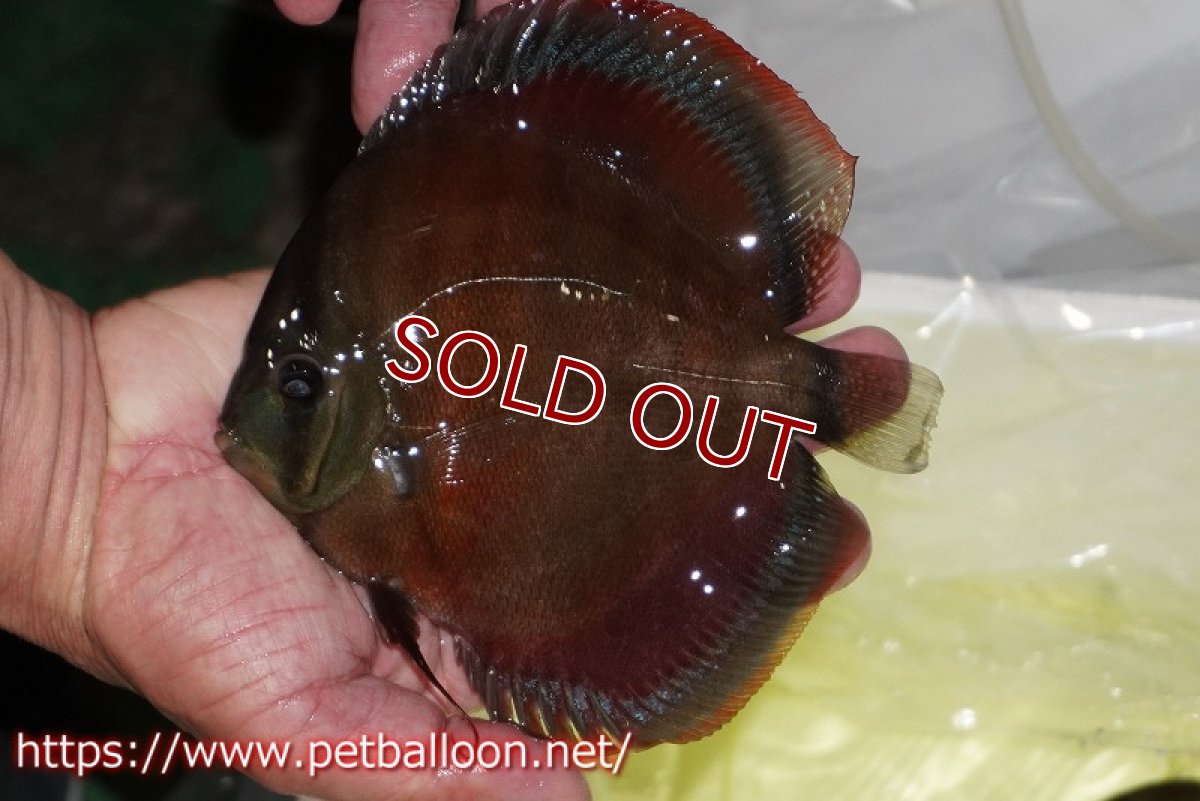 画像5: 【ディスカス】【通販】【セレクトレッド個体】ラーゴパラコニブラッドレッドF3クロスイサレッド(Typeディープレッド)【個体販売】15-16cm(生体)マレーシア KLディスカスファーム (5)