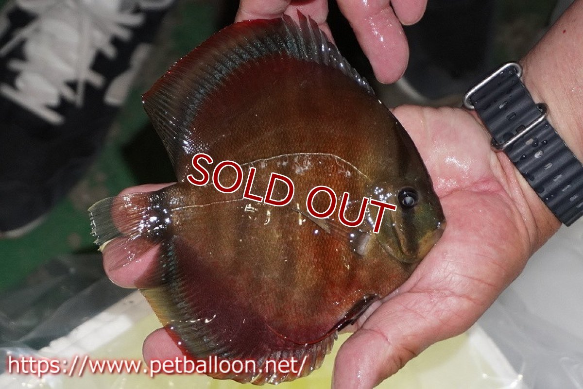 画像6: 【ディスカス】【通販】【セレクトレッド個体】ラーゴパラコニブラッドレッドF3クロスイサレッド(Typeディープレッド)【個体販売】15-16cm(生体)マレーシア KLディスカスファーム (6)