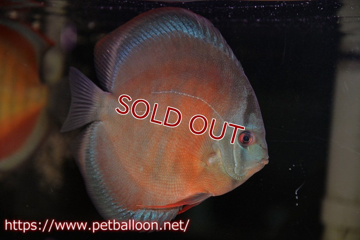 画像2: 【ディスカス】【通販】【セレクトレッド個体】ラーゴパラコニブラッドレッドF3クロスイサレッド(Typeディープレッド)【個体販売】15-16cm(生体)マレーシア KLディスカスファーム (2)