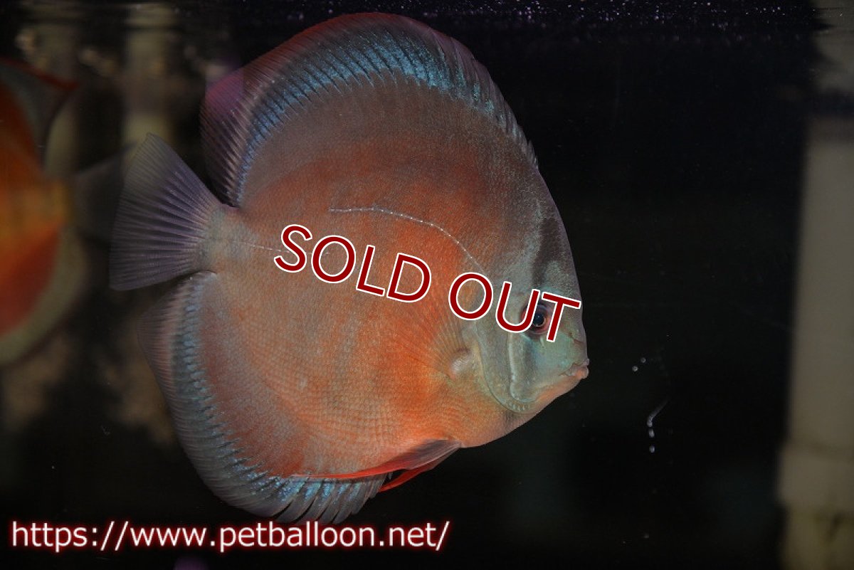 画像3: 【ディスカス】【通販】【セレクトレッド個体】ラーゴパラコニブラッドレッドF3クロスイサレッド(Typeディープレッド)【個体販売】15-16cm(生体)マレーシア KLディスカスファーム (3)