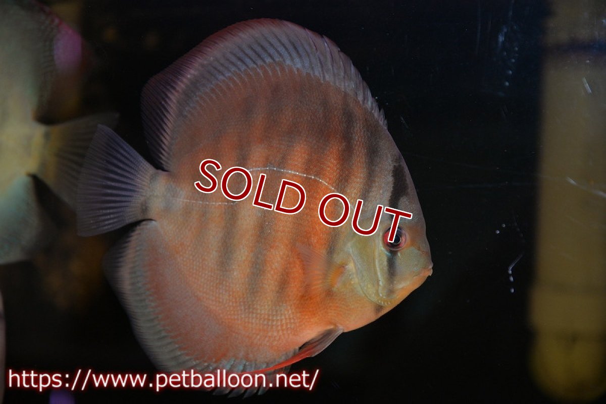 画像4: 【ディスカス】【通販】【セレクトレッド個体】ラーゴパラコニブラッドレッドF3クロスイサレッド(Typeディープレッド)【個体販売】15-16cm(生体)マレーシア KLディスカスファーム (4)