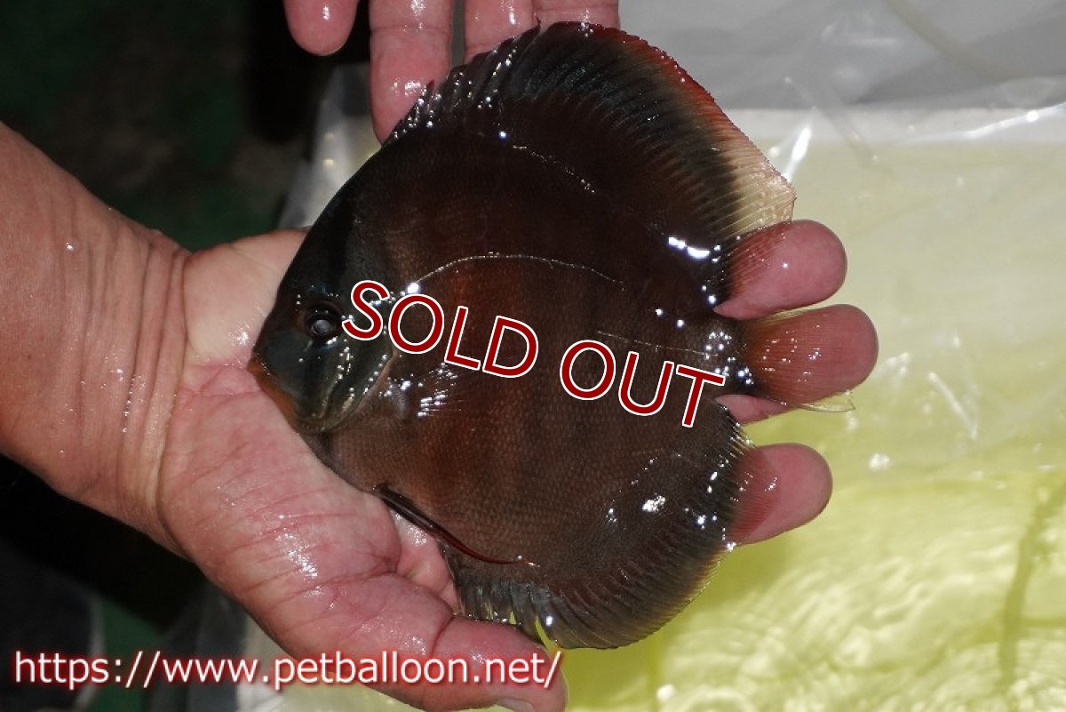 画像5: 【ディスカス】【通販】【セレクトレッド個体】ラーゴパラコニブラッドレッドF3クロスイサレッド(Typeディープレッド)【個体販売】15-16cm(生体)マレーシア KLディスカスファーム (5)