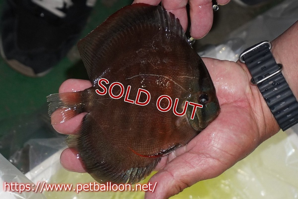 画像6: 【ディスカス】【通販】【セレクトレッド個体】ラーゴパラコニブラッドレッドF3クロスイサレッド(Typeディープレッド)【個体販売】15-16cm(生体)マレーシア KLディスカスファーム (6)