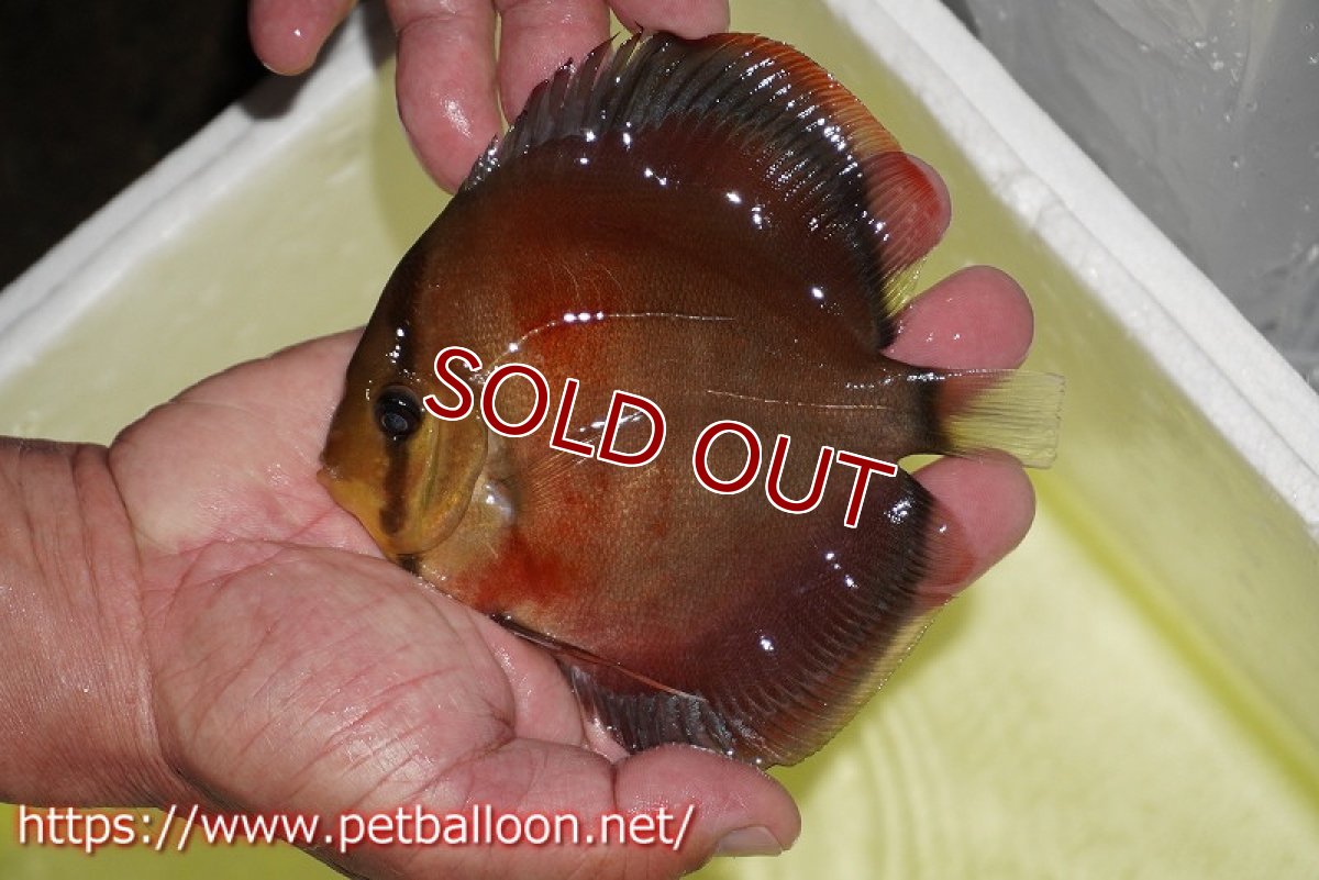 画像2: 【ディスカス】【通販】【セレクトレッド個体】ラーゴパラコニブラッドレッドF3クロスイサレッド(Typeディープレッド)【個体販売】11-12cm (生体)マレーシア KLディスカスファーム (2)