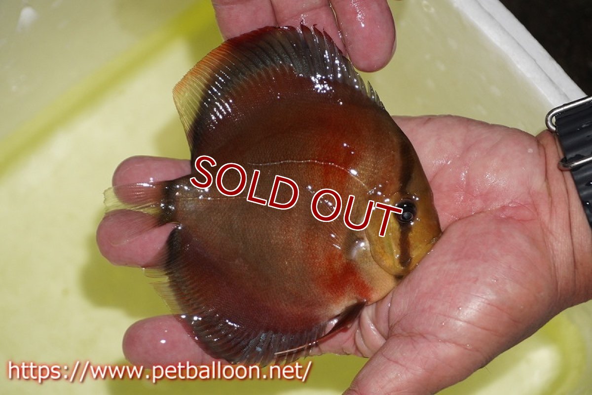 画像3: 【ディスカス】【通販】【セレクトレッド個体】ラーゴパラコニブラッドレッドF3クロスイサレッド(Typeディープレッド)【個体販売】11-12cm (生体)マレーシア KLディスカスファーム (3)