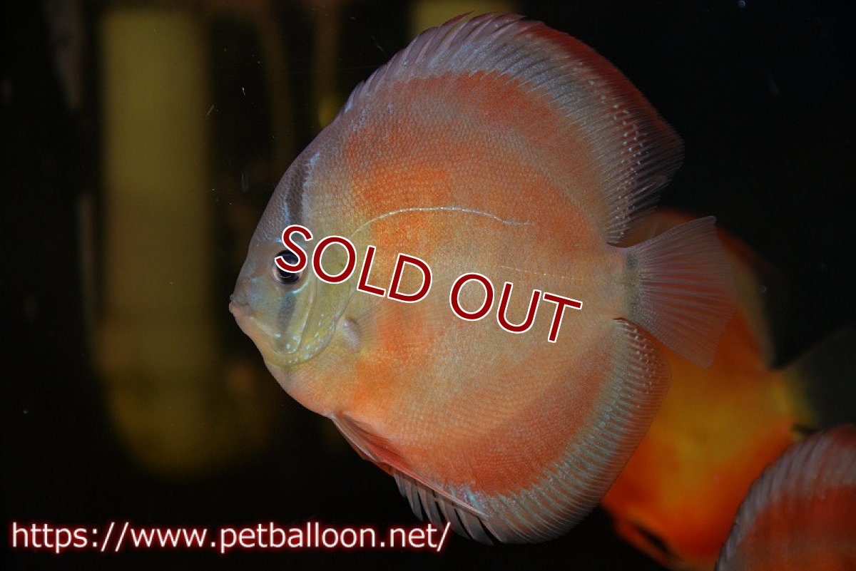 画像2: 【ディスカス】【通販】【セレクトレッド個体】ラーゴパラコニブラッドレッドF3クロスイサレッド(Typeディープレッド)【個体販売】11-12cm (生体)マレーシア KLディスカスファーム (2)