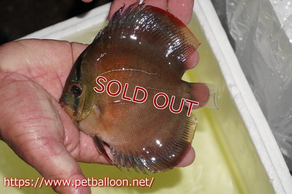 画像3: 【ディスカス】【通販】【セレクトレッド個体】ラーゴパラコニブラッドレッドF3クロスイサレッド(Typeディープレッド)【個体販売】11-12cm (生体)マレーシア KLディスカスファーム (3)