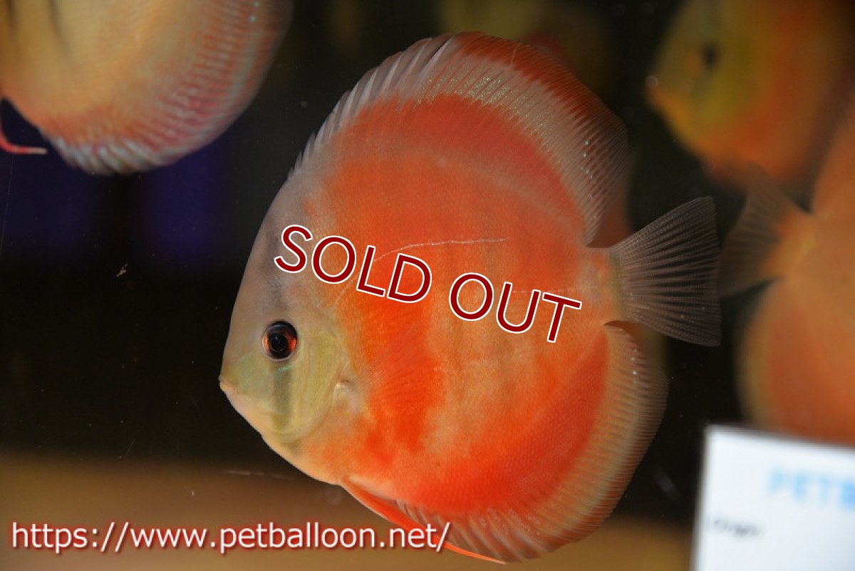 画像2: 【ディスカス】【通販】【セレクトレッド個体】ラーゴパラコニブラッドレッドF3クロスイサレッド(Typeディープレッド)【個体販売】11-12cm (生体)マレーシア KLディスカスファーム (2)