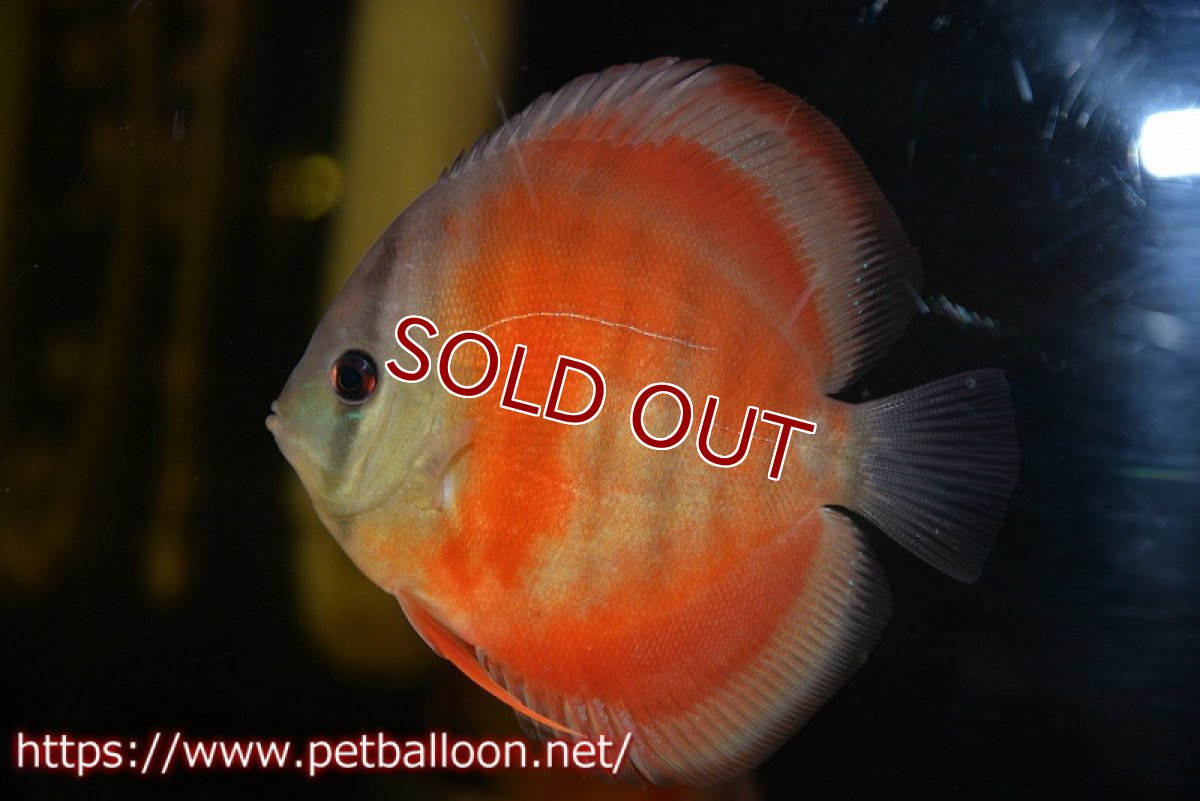 画像3: 【ディスカス】【通販】【セレクトレッド個体】ラーゴパラコニブラッドレッドF3クロスイサレッド(Typeディープレッド)【個体販売】11-12cm (生体)マレーシア KLディスカスファーム (3)