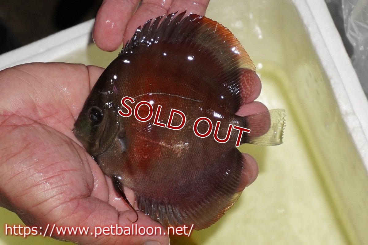 画像4: 【ディスカス】【通販】【セレクトレッド個体】ラーゴパラコニブラッドレッドF3クロスイサレッド(Typeディープレッド)【個体販売】11-12cm (生体)マレーシア KLディスカスファーム (4)