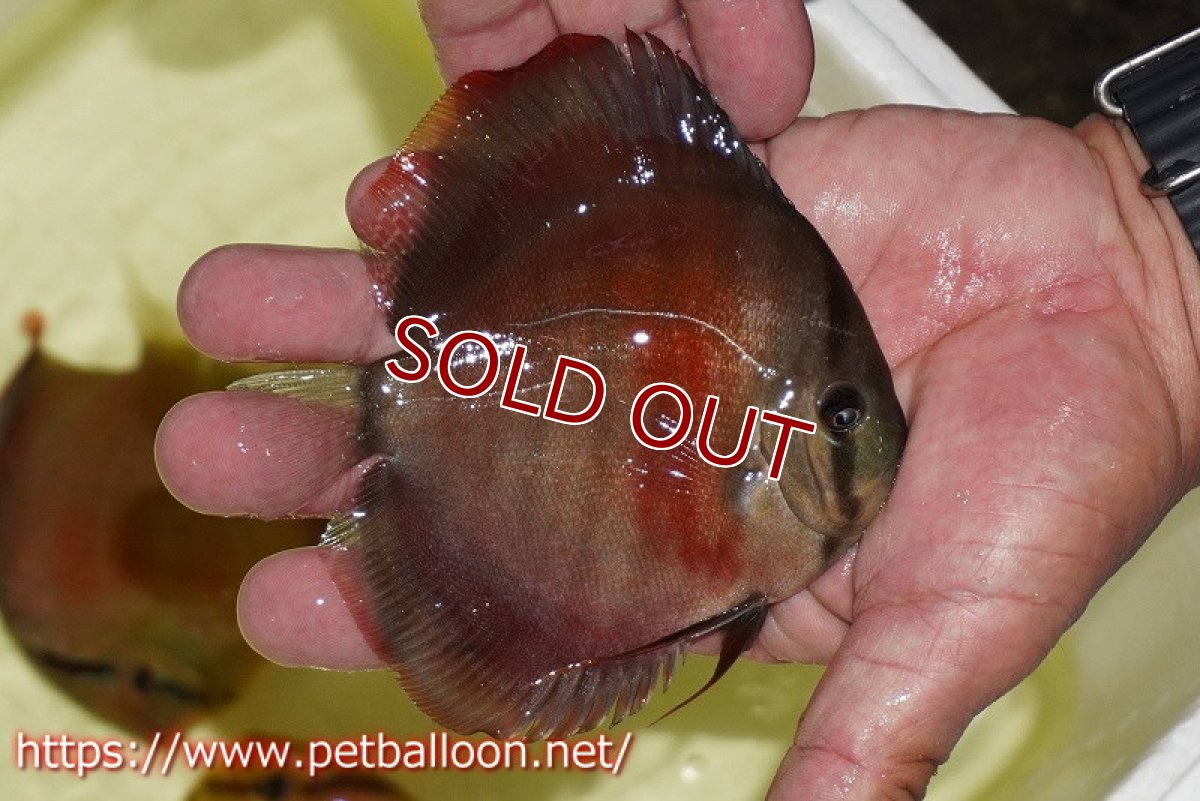画像5: 【ディスカス】【通販】【セレクトレッド個体】ラーゴパラコニブラッドレッドF3クロスイサレッド(Typeディープレッド)【個体販売】11-12cm (生体)マレーシア KLディスカスファーム (5)