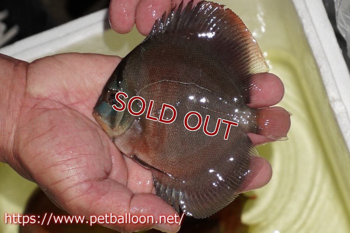 画像2: 【ディスカス】【通販】【セレクトレッド個体】ラーゴパラコニブラッドレッドF3クロスイサレッド(Typeディープレッド)【個体販売】11-12cm (生体)マレーシア KLディスカスファーム (2)