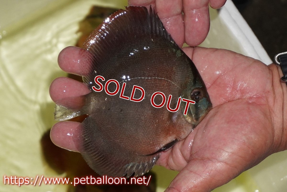 画像3: 【ディスカス】【通販】【セレクトレッド個体】ラーゴパラコニブラッドレッドF3クロスイサレッド(Typeディープレッド)【個体販売】11-12cm (生体)マレーシア KLディスカスファーム (3)