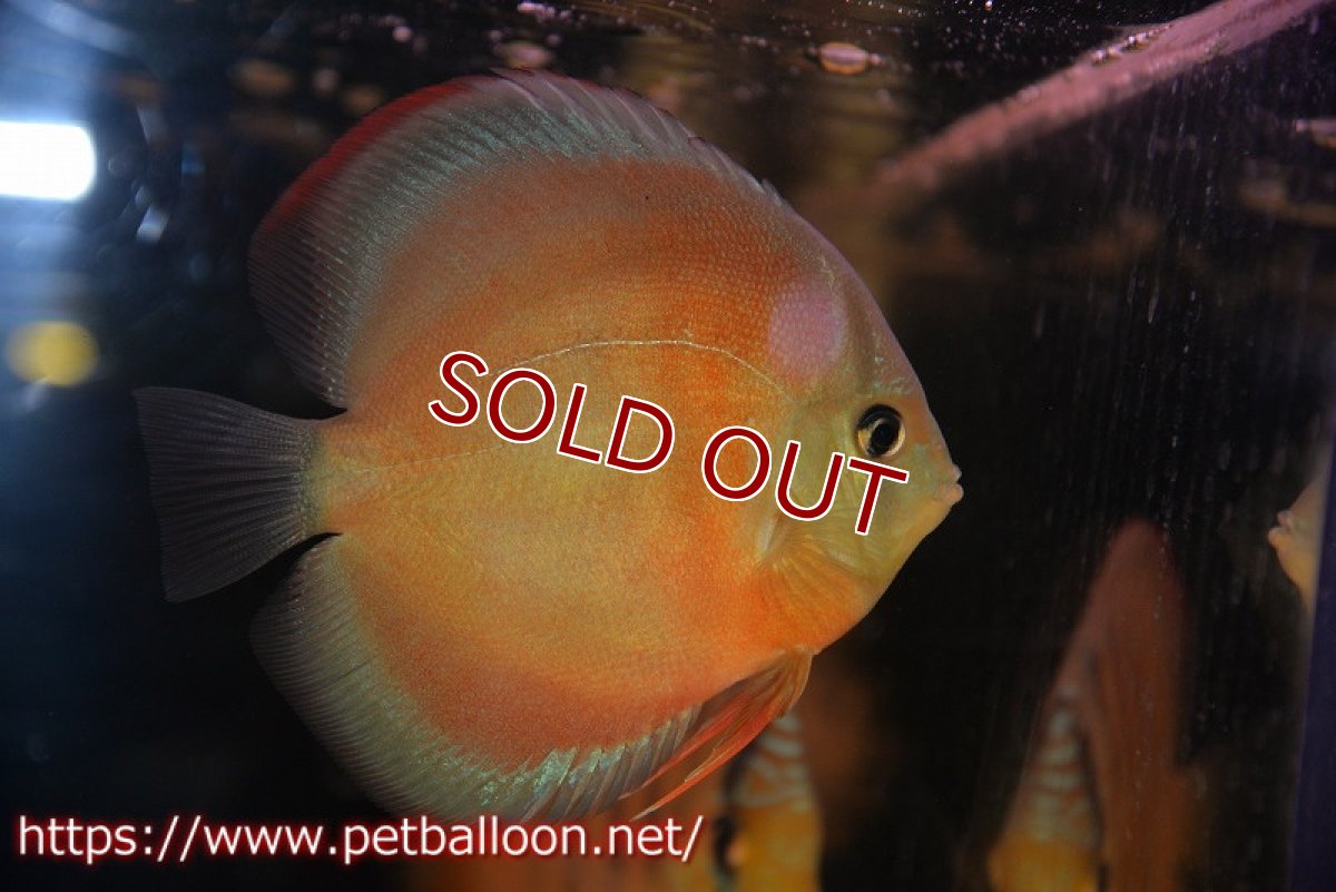 画像2: 【ディスカス】【通販】【セレクトレッド個体】ラーゴパラコニブラッドレッドF3クロスイサレッド(Typeディープレッド)【個体販売】11-12cm (生体)マレーシア KLディスカスファーム (2)