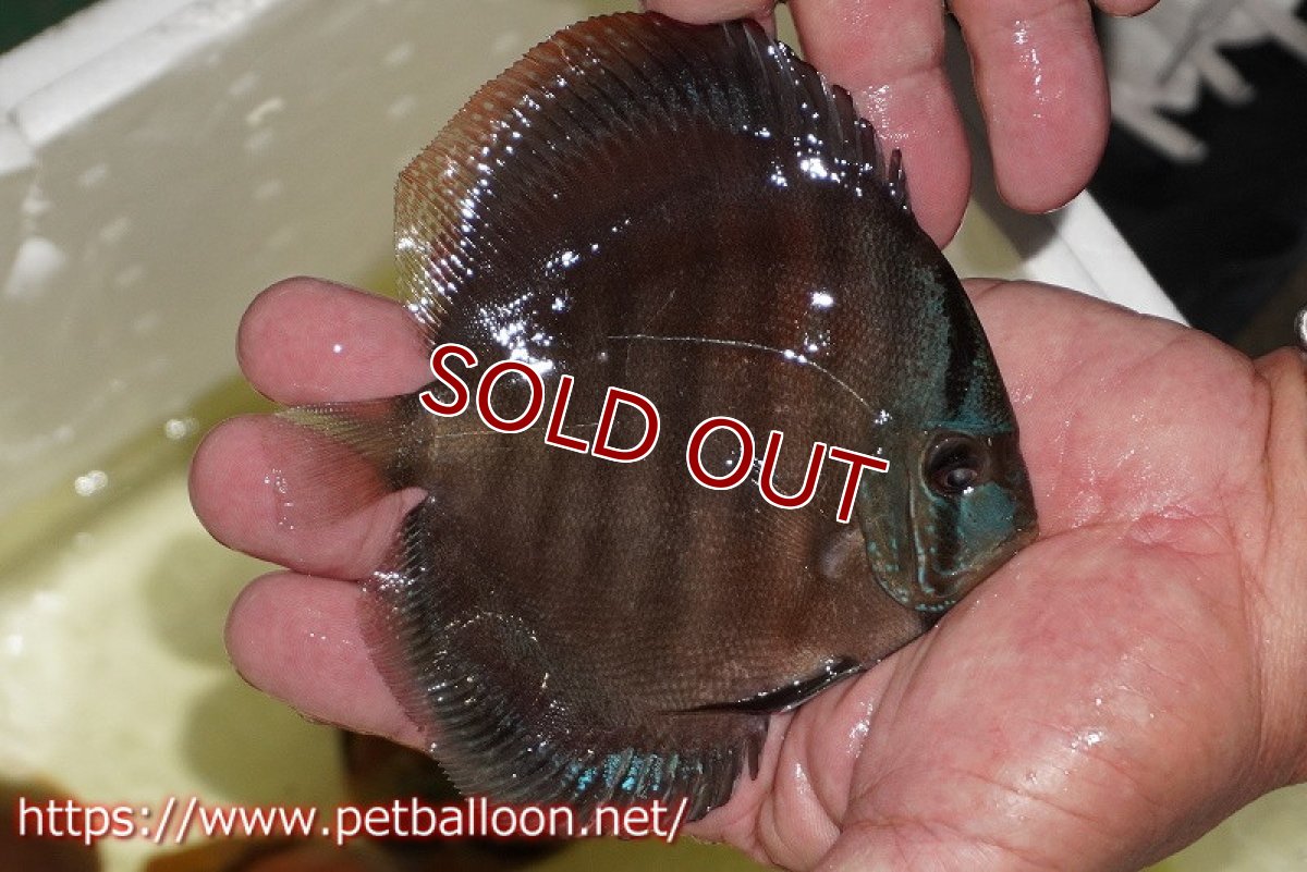 画像2: 【ディスカス】【通販】【セレクトレッド個体】ラーゴパラコニブラッドレッドF3クロスイサレッド(Typeディープレッド)【個体販売】11-12cm (生体)マレーシア KLディスカスファーム (2)