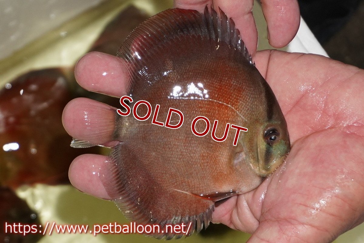 画像3: 【ディスカス】【通販】【セレクトレッド個体】ラーゴパラコニブラッドレッドF3クロスイサレッド(Typeディープレッド)【個体販売】11-12cm (生体)マレーシア KLディスカスファーム (3)