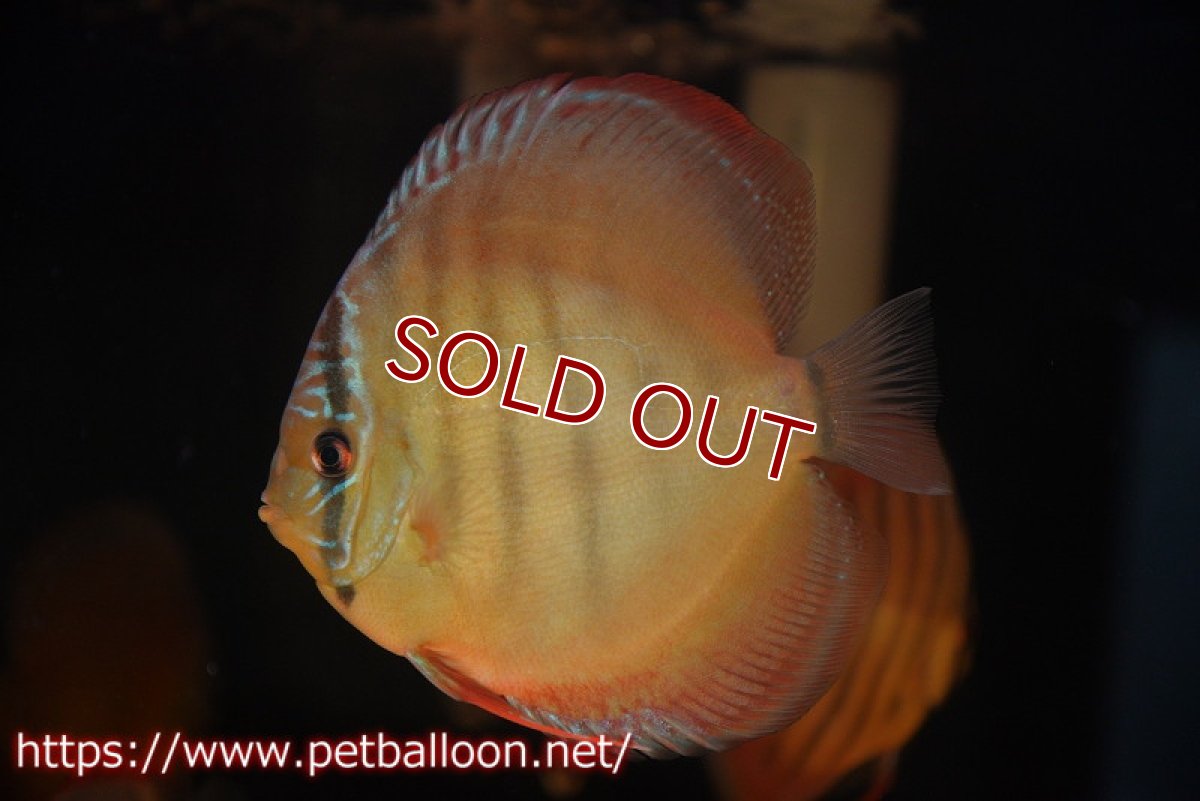 画像2: 【ディスカス】【通販】【セレクトレッド個体】ラーゴパラコニブラッドレッドF3クロスイサレッド(Typeディープレッド)【個体販売】11-12cm (生体)マレーシア KLディスカスファーム (2)