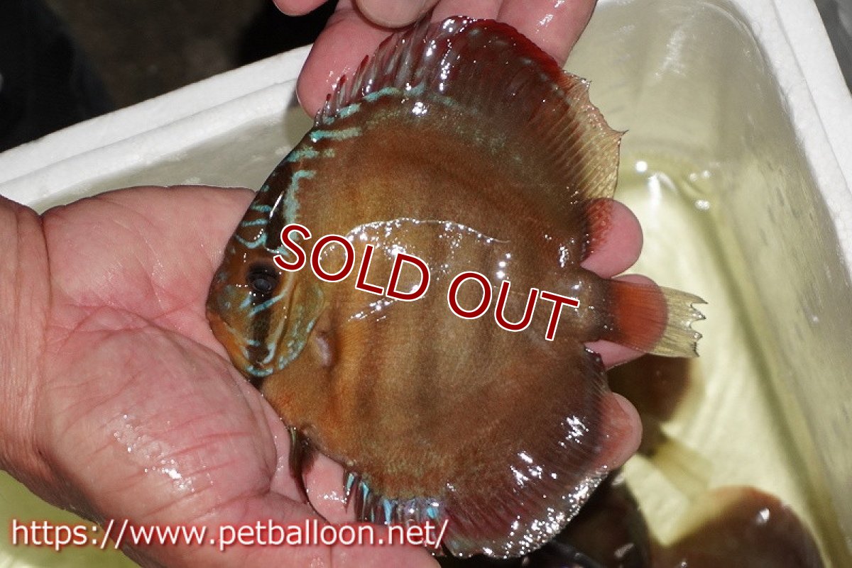 画像2: 【ディスカス】【通販】【セレクトレッド個体】ラーゴパラコニブラッドレッドF3クロスイサレッド(Typeディープレッド)【個体販売】11-12cm (生体)マレーシア KLディスカスファーム (2)
