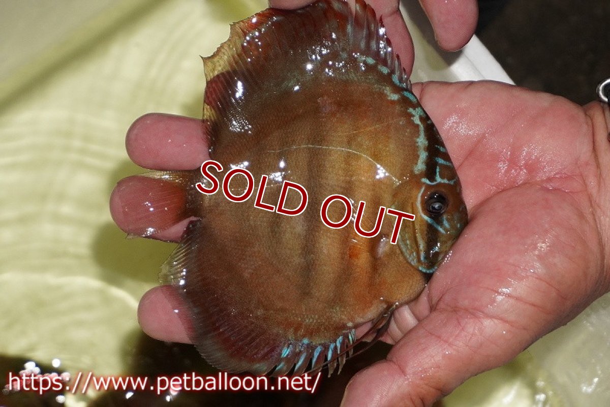画像3: 【ディスカス】【通販】【セレクトレッド個体】ラーゴパラコニブラッドレッドF3クロスイサレッド(Typeディープレッド)【個体販売】11-12cm (生体)マレーシア KLディスカスファーム (3)