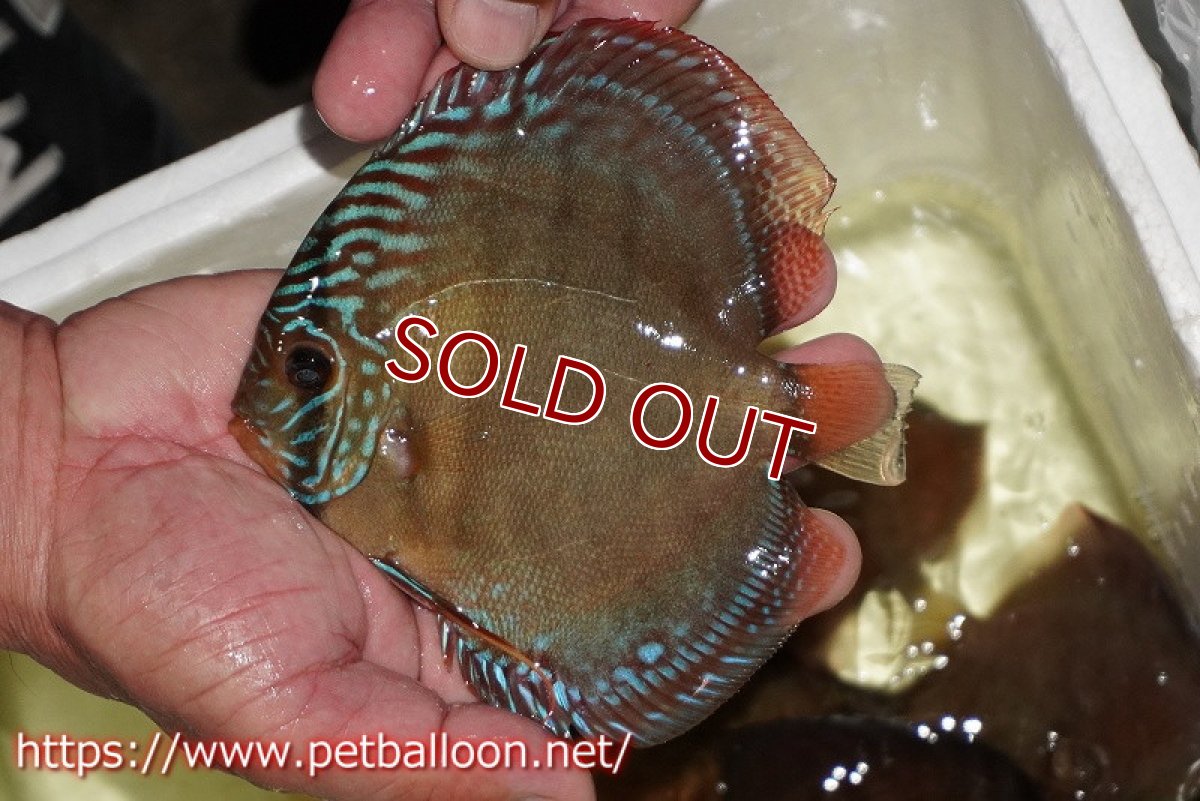 画像2: 【ディスカス】【通販】【セレクトレッド個体】ラーゴパラコニブラッドレッドF3クロスイサレッド(Typeディープレッド)【個体販売】11-12cm (生体)マレーシア KLディスカスファーム (2)