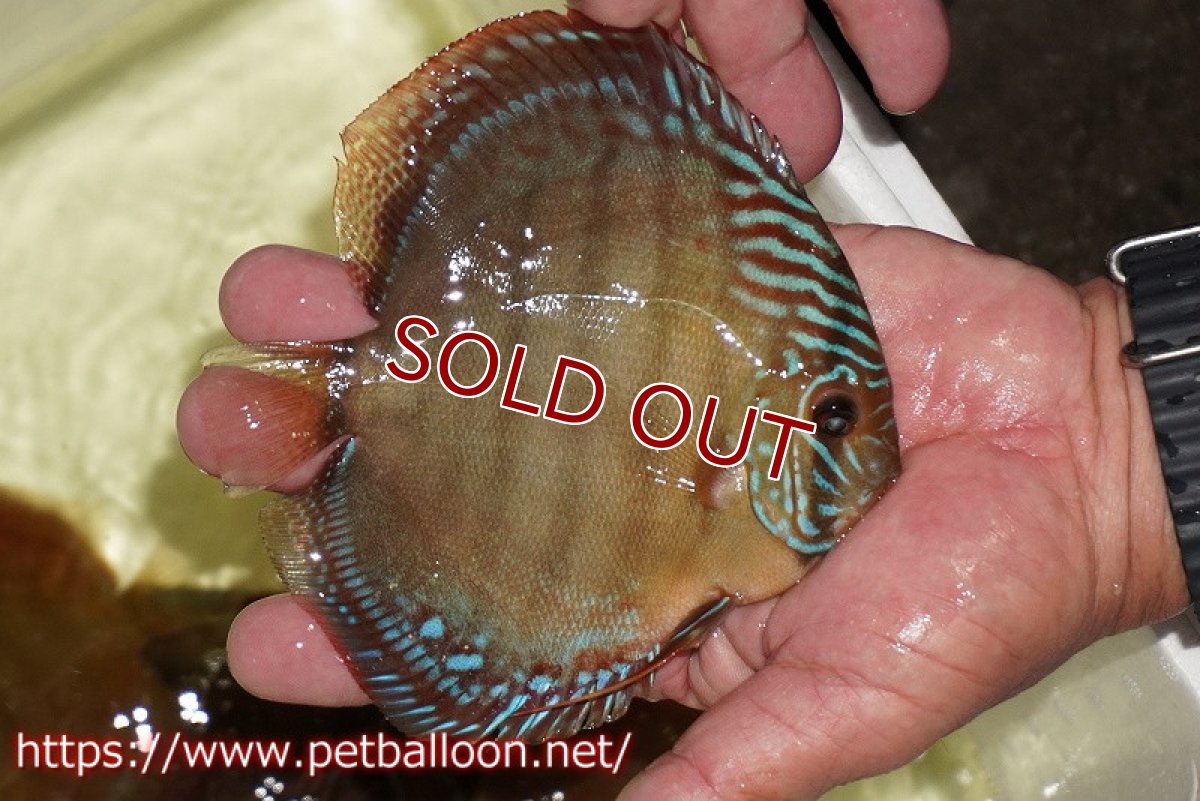 画像3: 【ディスカス】【通販】【セレクトレッド個体】ラーゴパラコニブラッドレッドF3クロスイサレッド(Typeディープレッド)【個体販売】11-12cm (生体)マレーシア KLディスカスファーム (3)