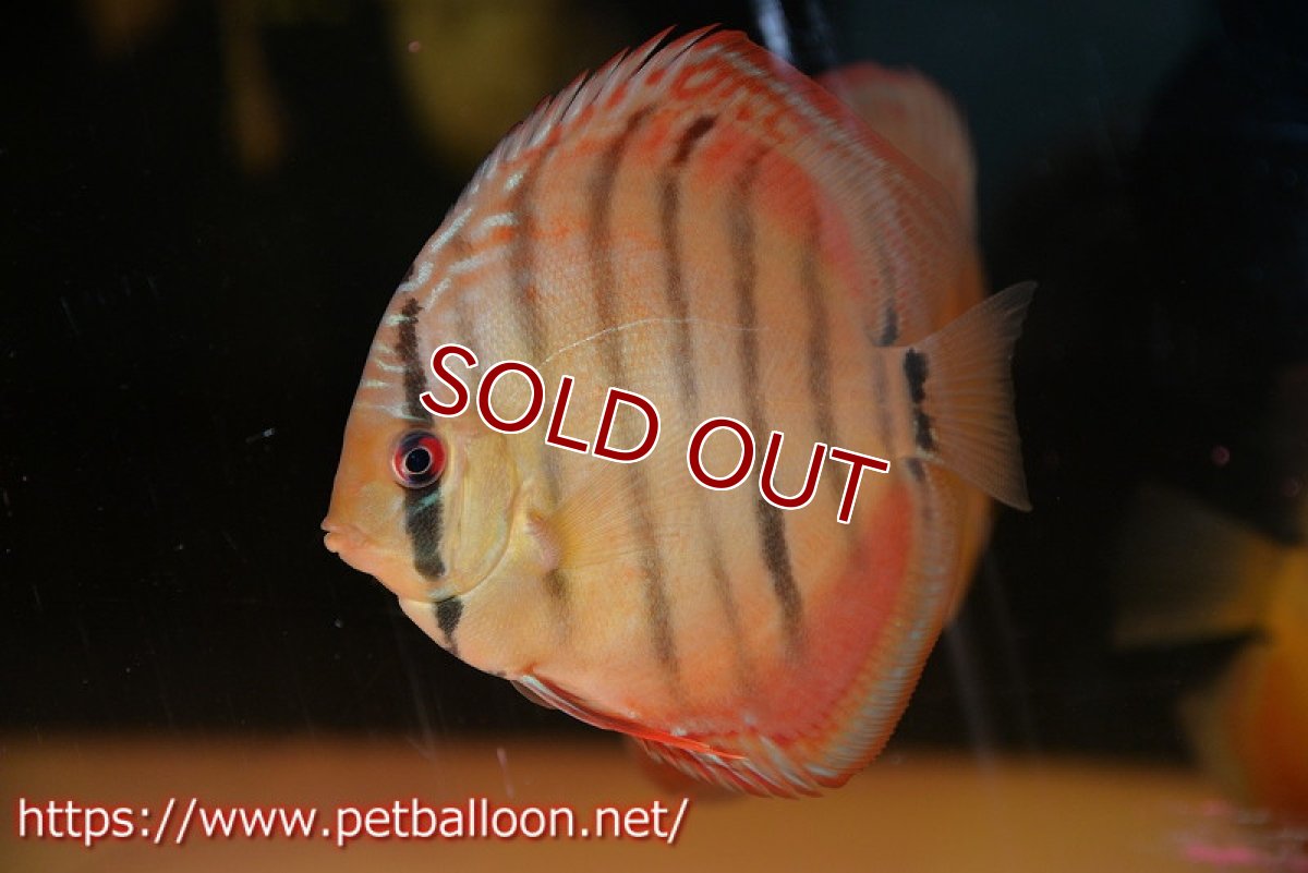 画像2: 【ディスカス】【通販】【セレクトレッド個体】ラーゴパラコニブラッドレッドF3クロスイサレッド(Typeディープレッド)【個体販売】11-12cm (生体)マレーシア KLディスカスファーム (2)