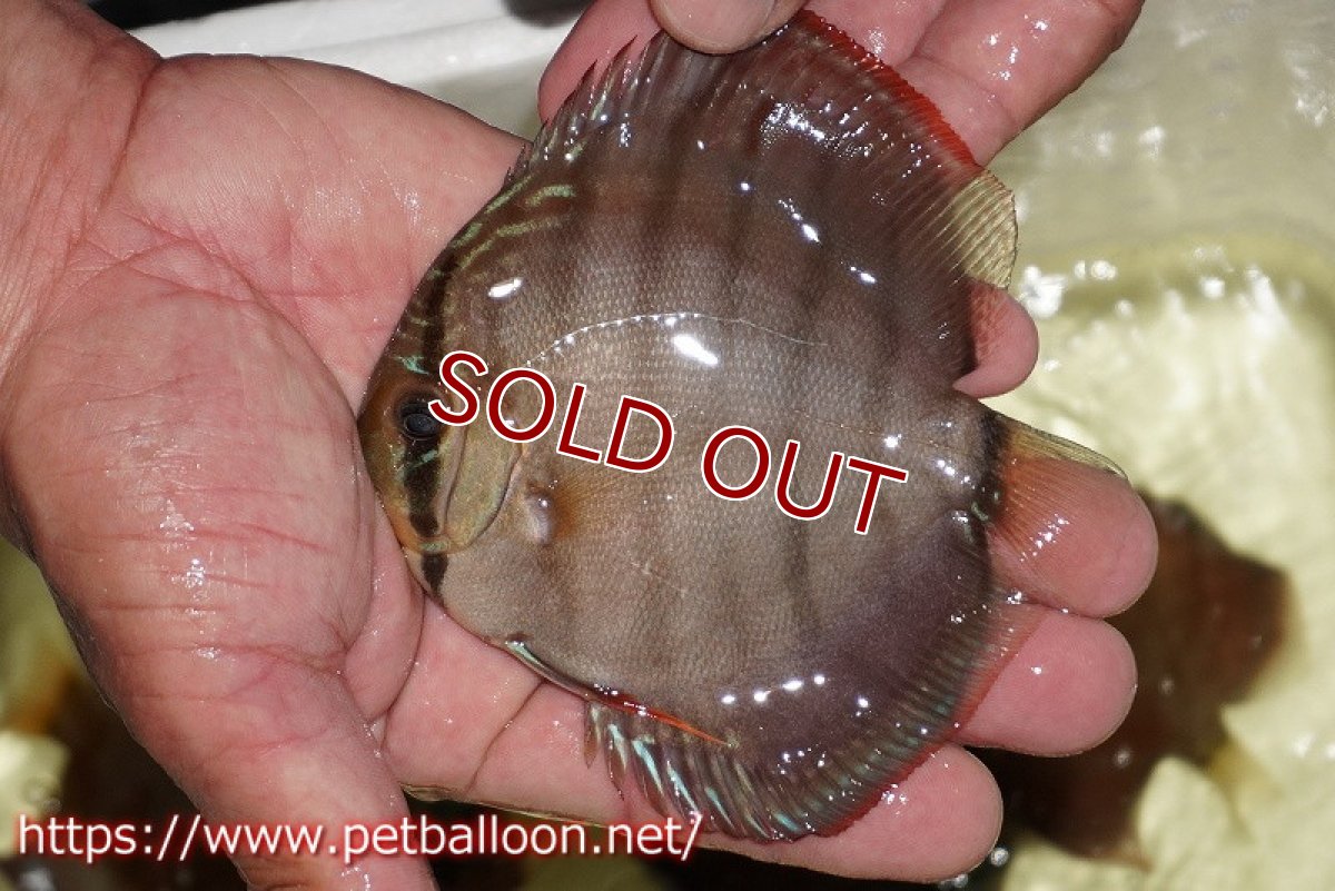 画像3: 【ディスカス】【通販】【セレクトレッド個体】ラーゴパラコニブラッドレッドF3クロスイサレッド(Typeディープレッド)【個体販売】11-12cm (生体)マレーシア KLディスカスファーム (3)