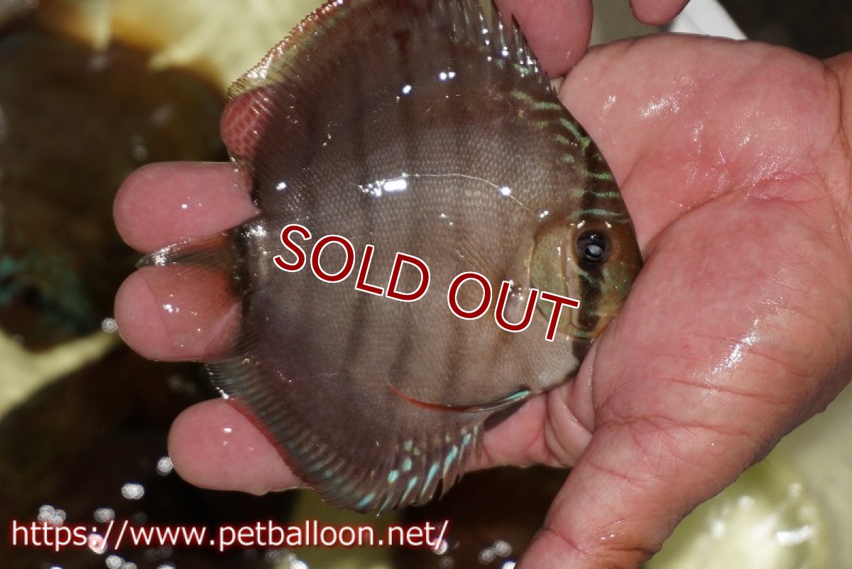 画像4: 【ディスカス】【通販】【セレクトレッド個体】ラーゴパラコニブラッドレッドF3クロスイサレッド(Typeディープレッド)【個体販売】11-12cm (生体)マレーシア KLディスカスファーム (4)