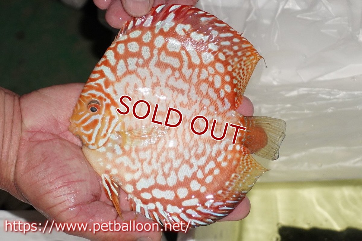 画像2: 【ディスカス】【通販】レッドドラゴンチェッカーボード（ハイフォーム）【個体販売】16cm（生体）マレーシア　KLディスカスファーム (2)