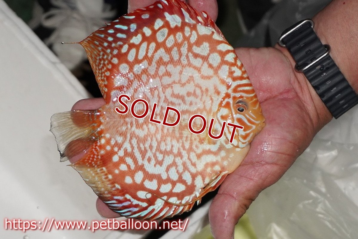 画像3: 【ディスカス】【通販】レッドドラゴンチェッカーボード（ハイフォーム）【個体販売】16cm（生体）マレーシア　KLディスカスファーム (3)