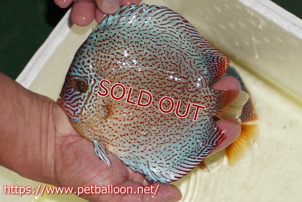 画像2: 【ディスカス】【通販】スーパーレッドキングバイパー（ハイフォーム）【個体販売】16-17cm（生体）マレーシア　NAディスカスファーム (2)