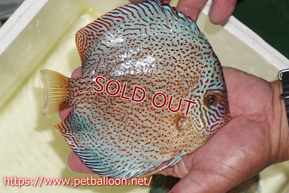 画像3: 【ディスカス】【通販】スーパーレッドキングバイパー（ハイフォーム）【個体販売】16-17cm（生体）マレーシア　NAディスカスファーム (3)