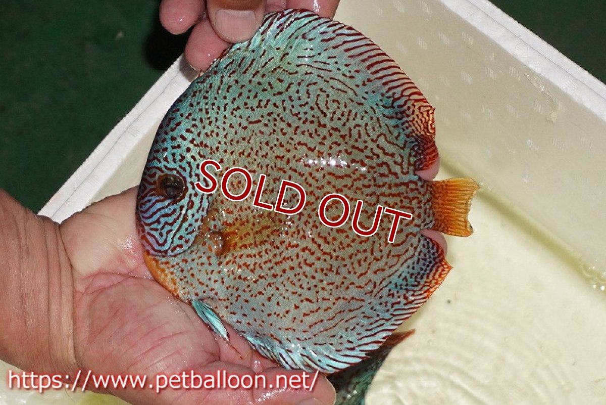 画像2: 【ディスカス】【通販】スーパーレッドキングバイパー（ハイフォーム）【個体販売】16-17cm（生体）マレーシア　NAディスカスファーム (2)