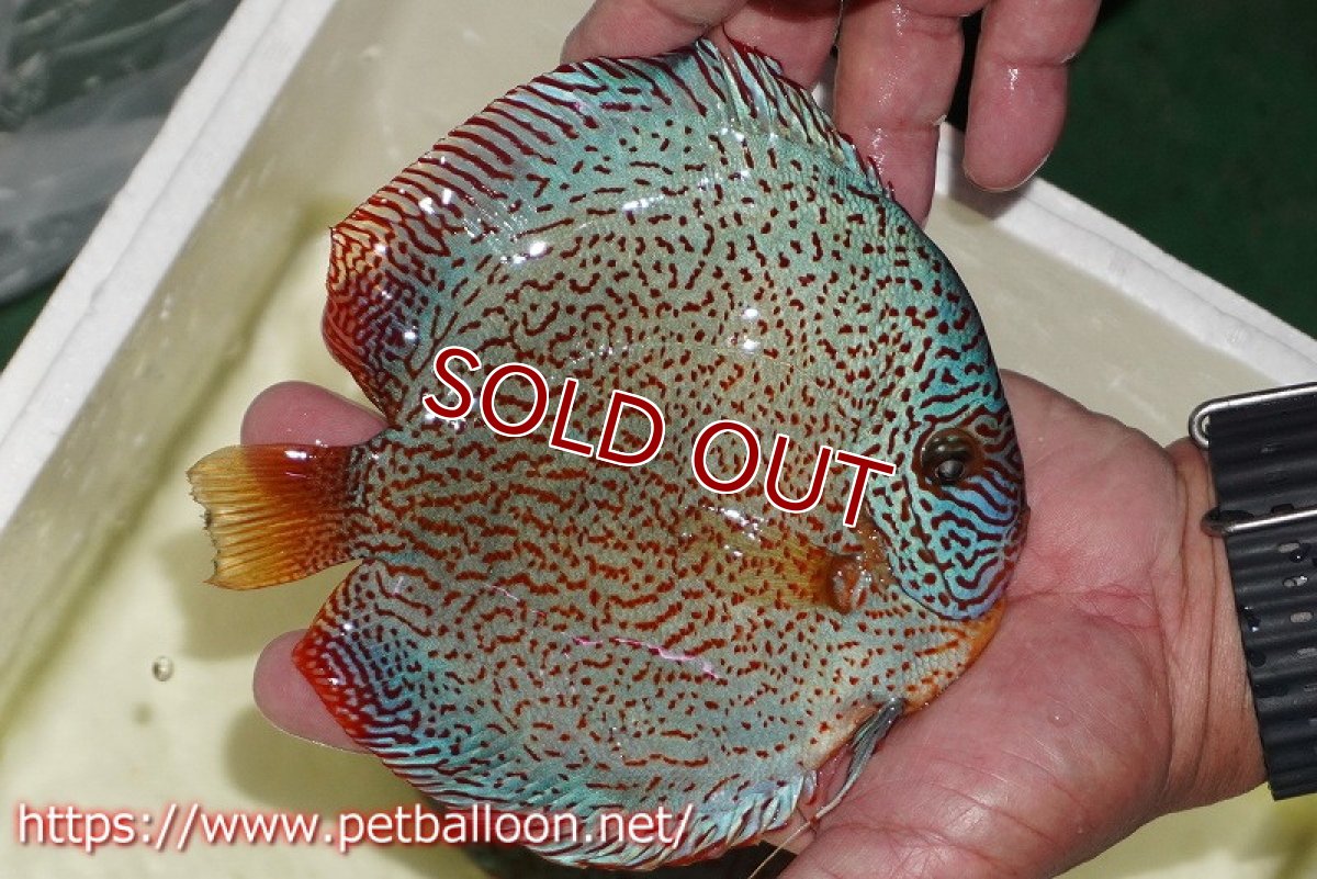 画像3: 【ディスカス】【通販】スーパーレッドキングバイパー（ハイフォーム）【個体販売】16-17cm（生体）マレーシア　NAディスカスファーム (3)