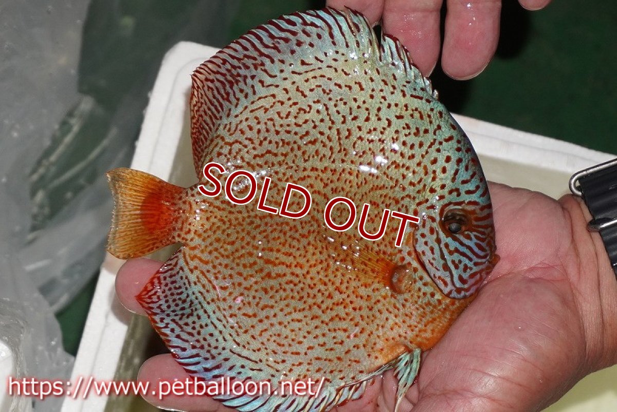 画像2: 【ディスカス】【通販】スーパーレッドキングバイパー（ハイフォーム）【個体販売】16-17cm（生体）マレーシア　NAディスカスファーム (2)