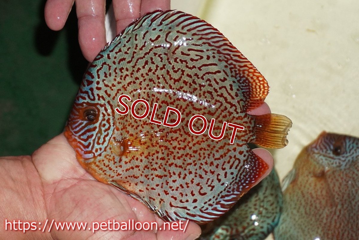 画像2: 【ディスカス】【通販】スーパーレッドキングバイパー（ハイフォーム）【個体販売】16-17cm（生体）マレーシア　NAディスカスファーム (2)